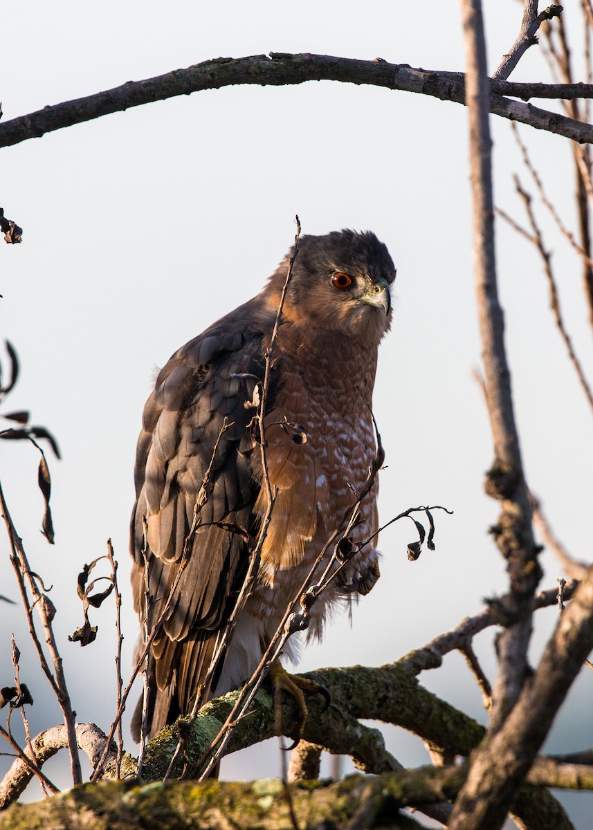 Cooper's Hawk - ML620496219