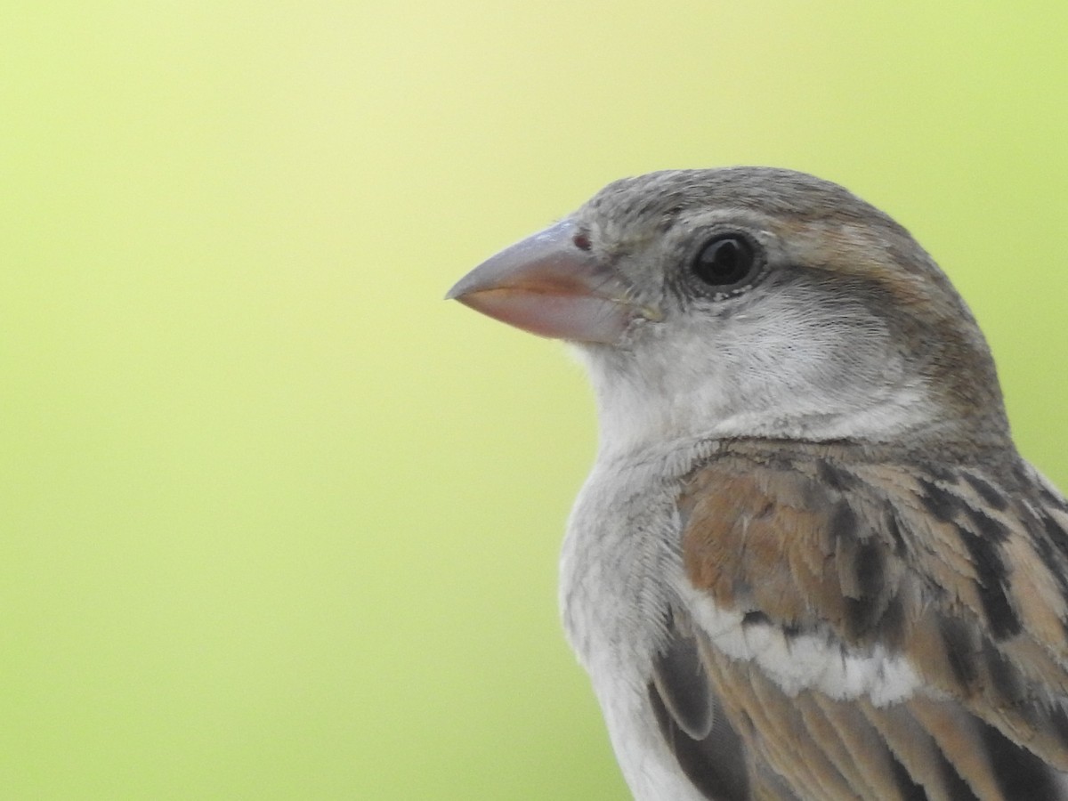 House Sparrow - ML620496229