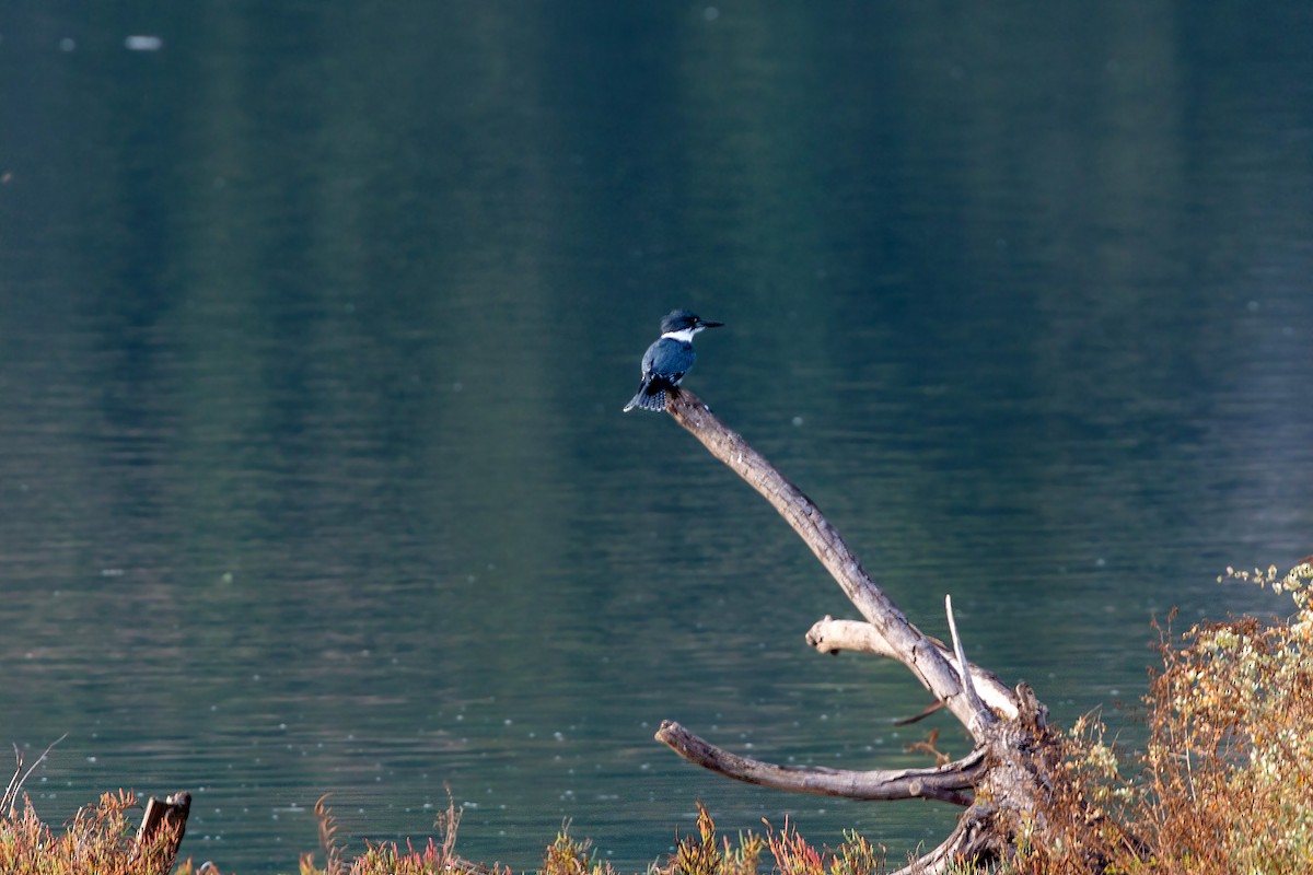 Belted Kingfisher - ML620496233