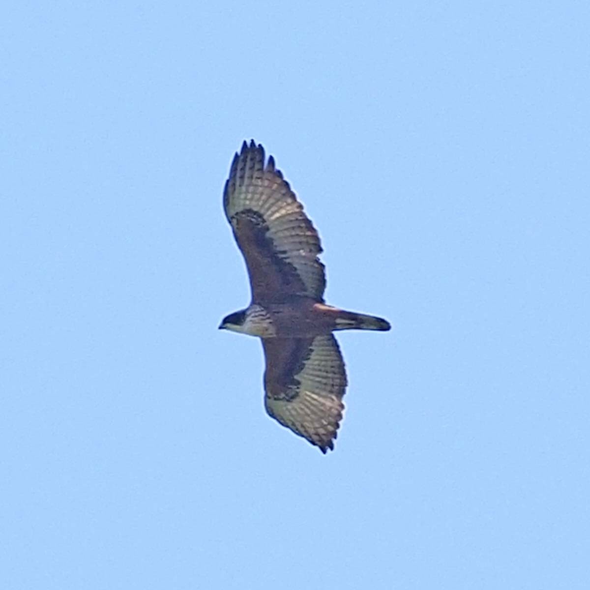 Rufous-bellied Eagle - ML620496234