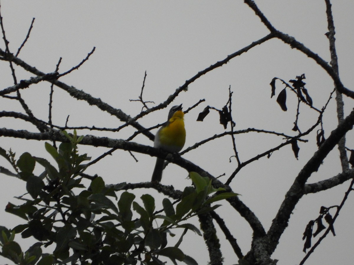 Yellow-breasted Chat - ML620496239