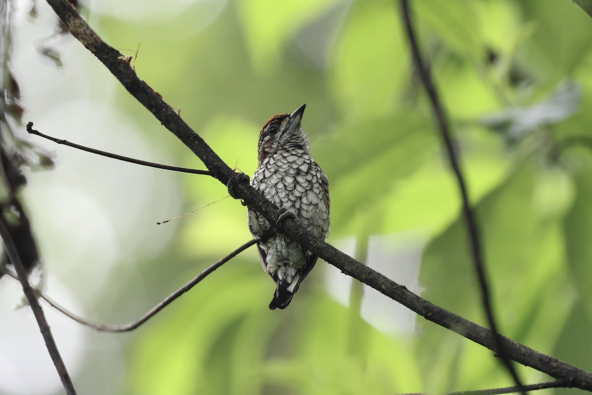 Scaled Piculet - ML620496241