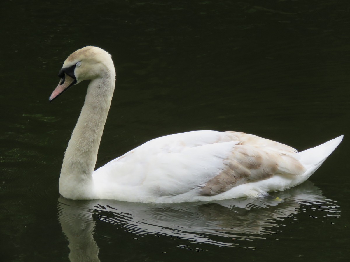 Cygne tuberculé - ML620496242