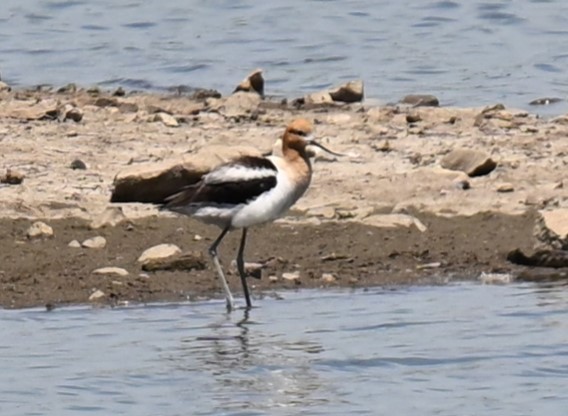 American Avocet - ML620496246