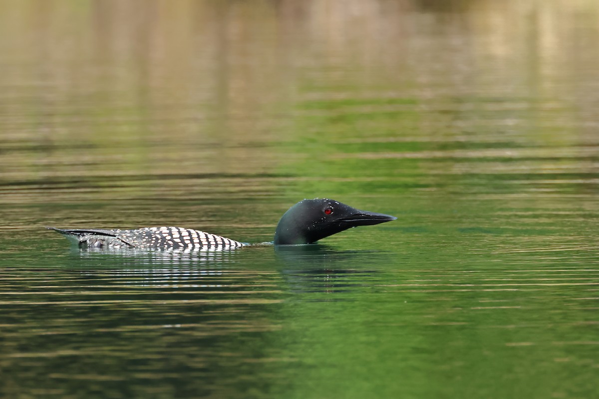 Plongeon huard - ML620496250