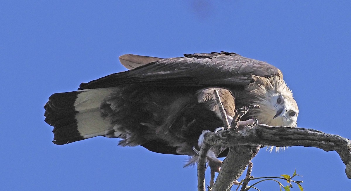 Pallas's Fish-Eagle - ML620496252