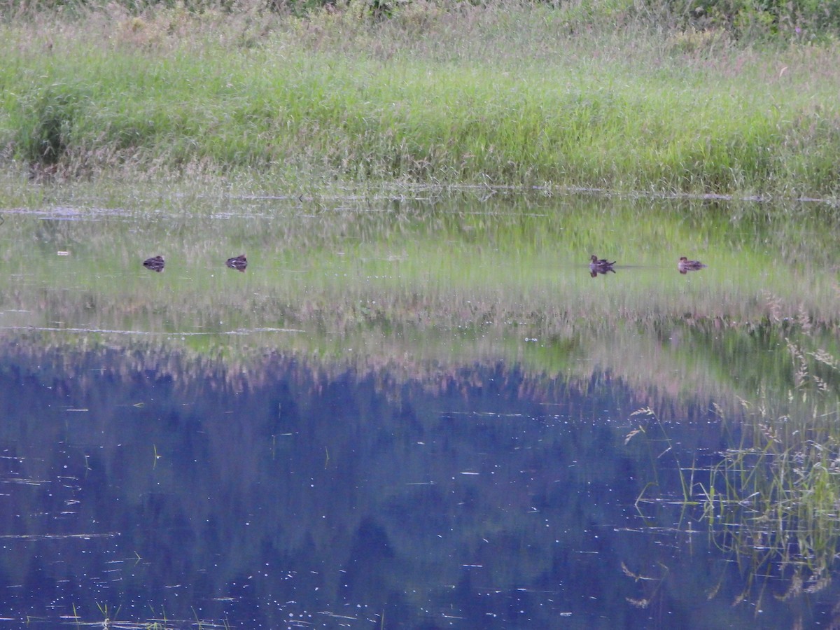 Hooded Merganser - ML620496253