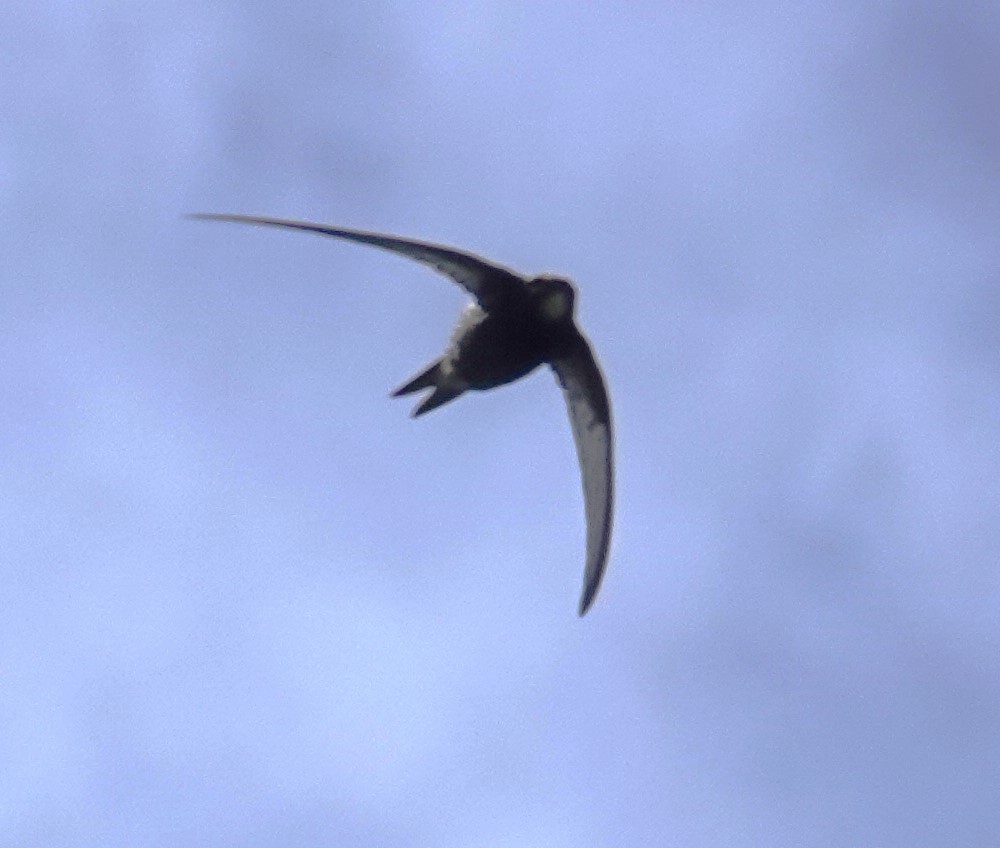 Хурын ураацай - ML620496256