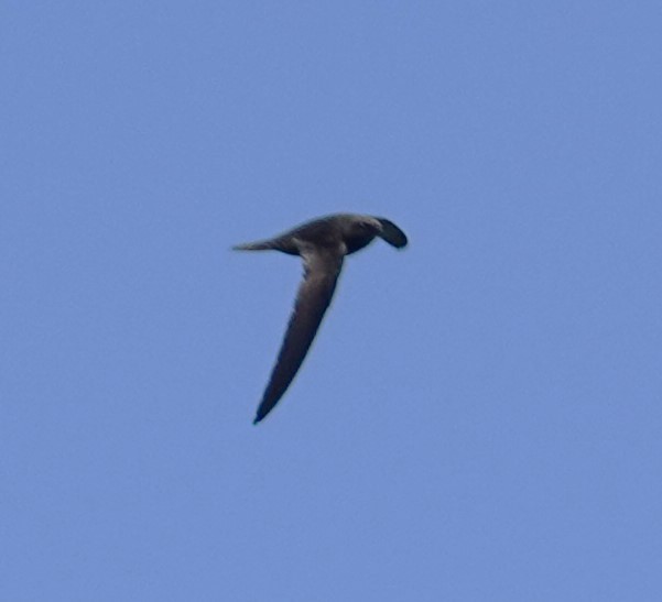 Common Swift - ML620496257