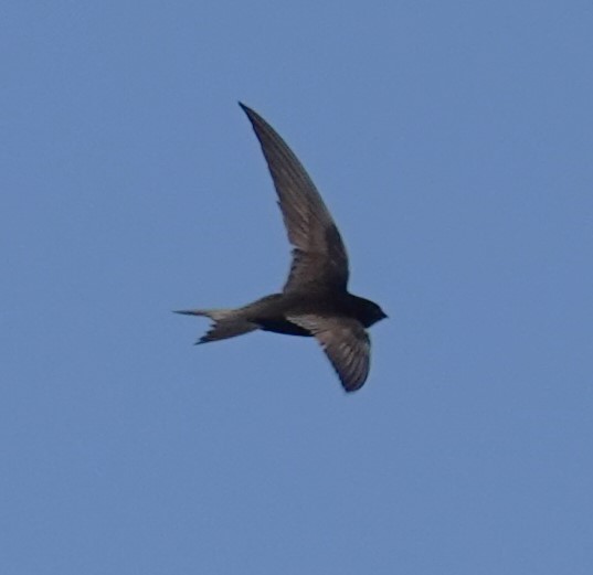 Common Swift - ML620496259