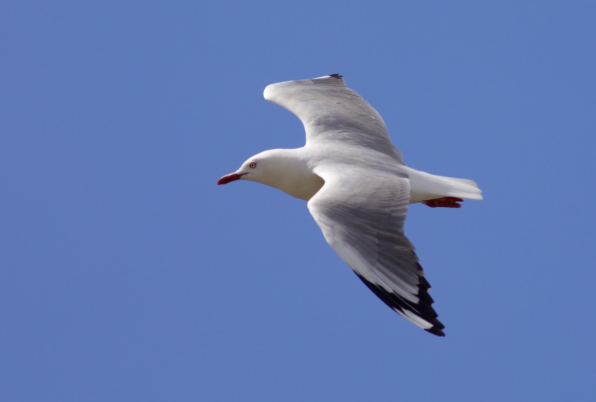 Gaviota Plateada - ML620496264