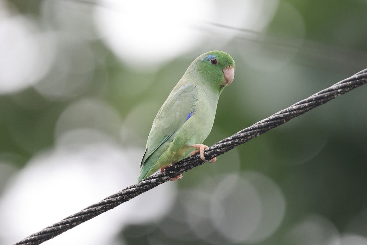 アオメルリハシインコ - ML620496265