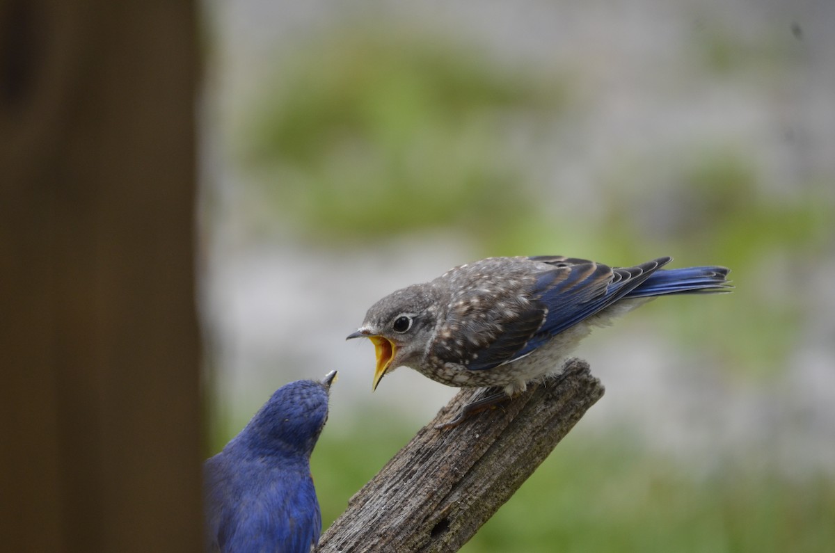 Eastern Bluebird - ML620496270