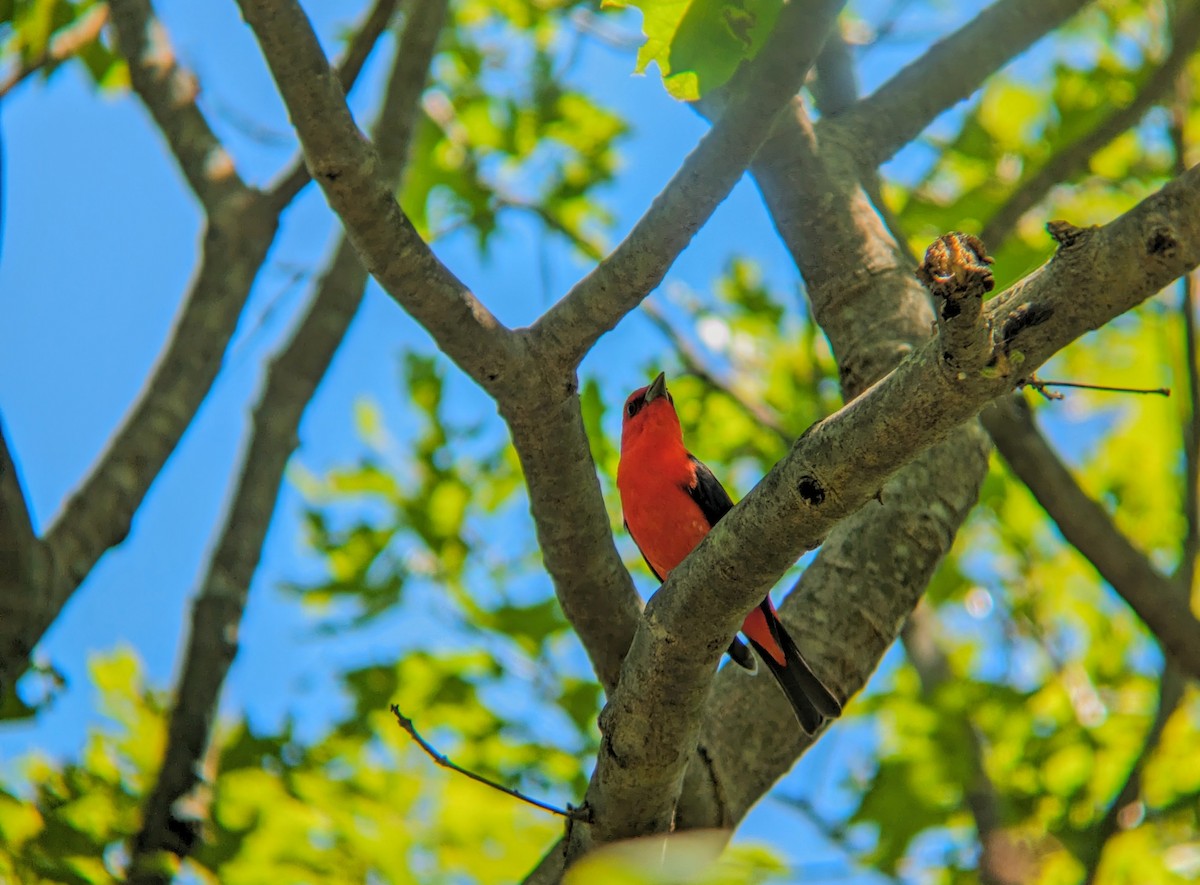 Scarlet Tanager - ML620496271