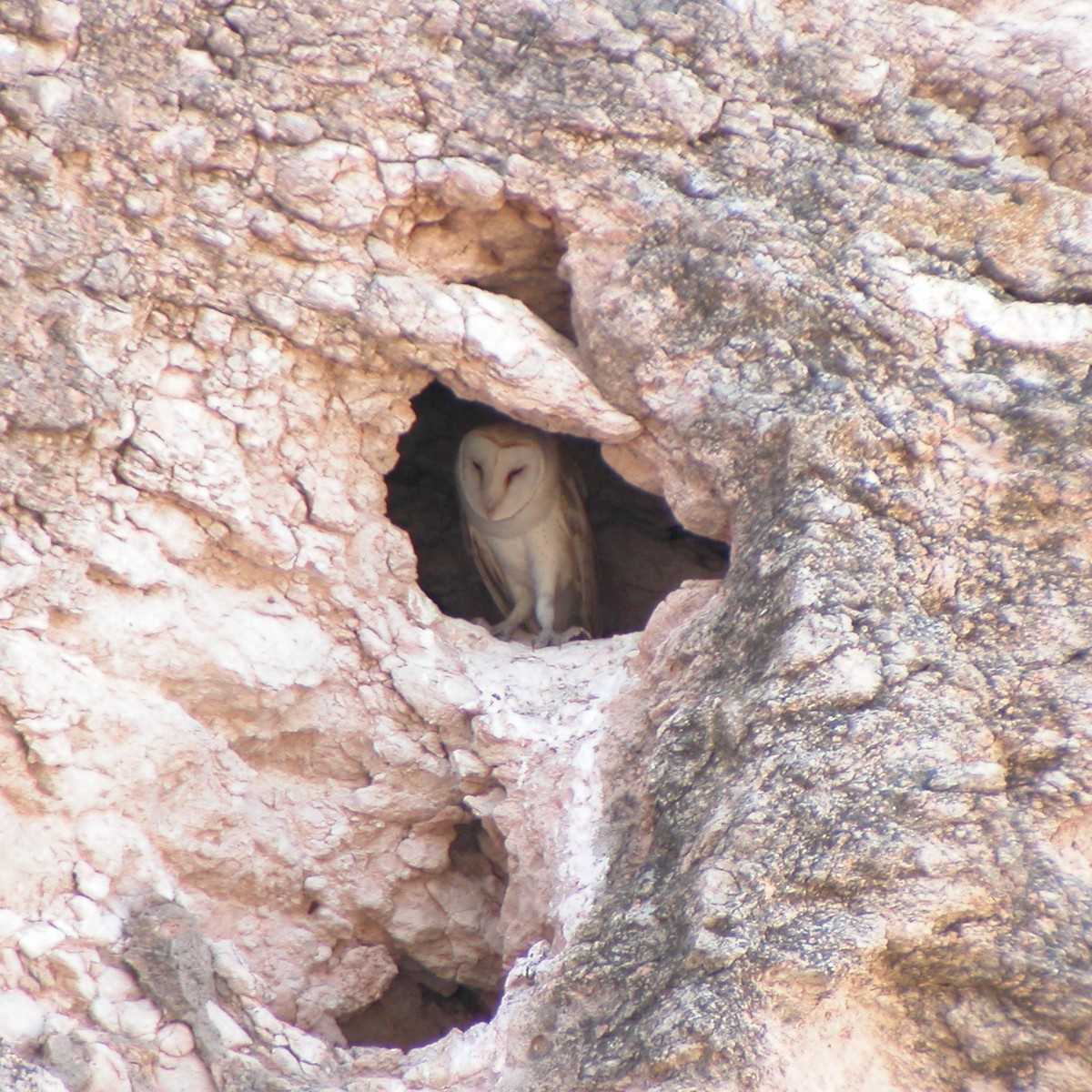 Barn Owl - ML620496272