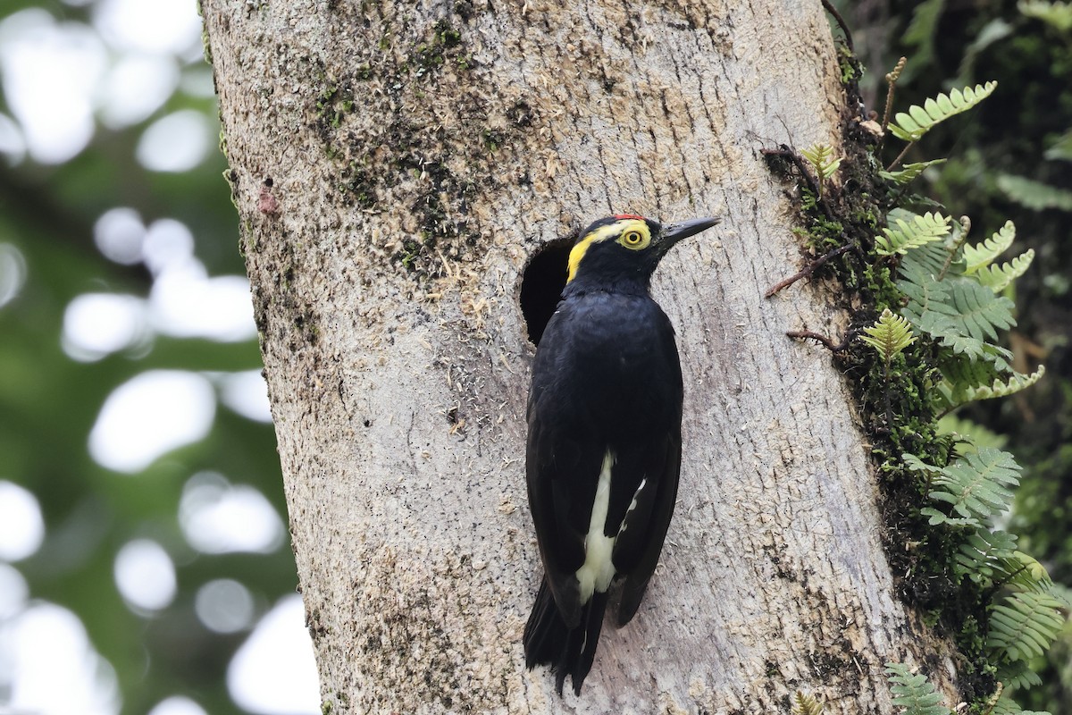 Yellow-tufted Woodpecker - ML620496273