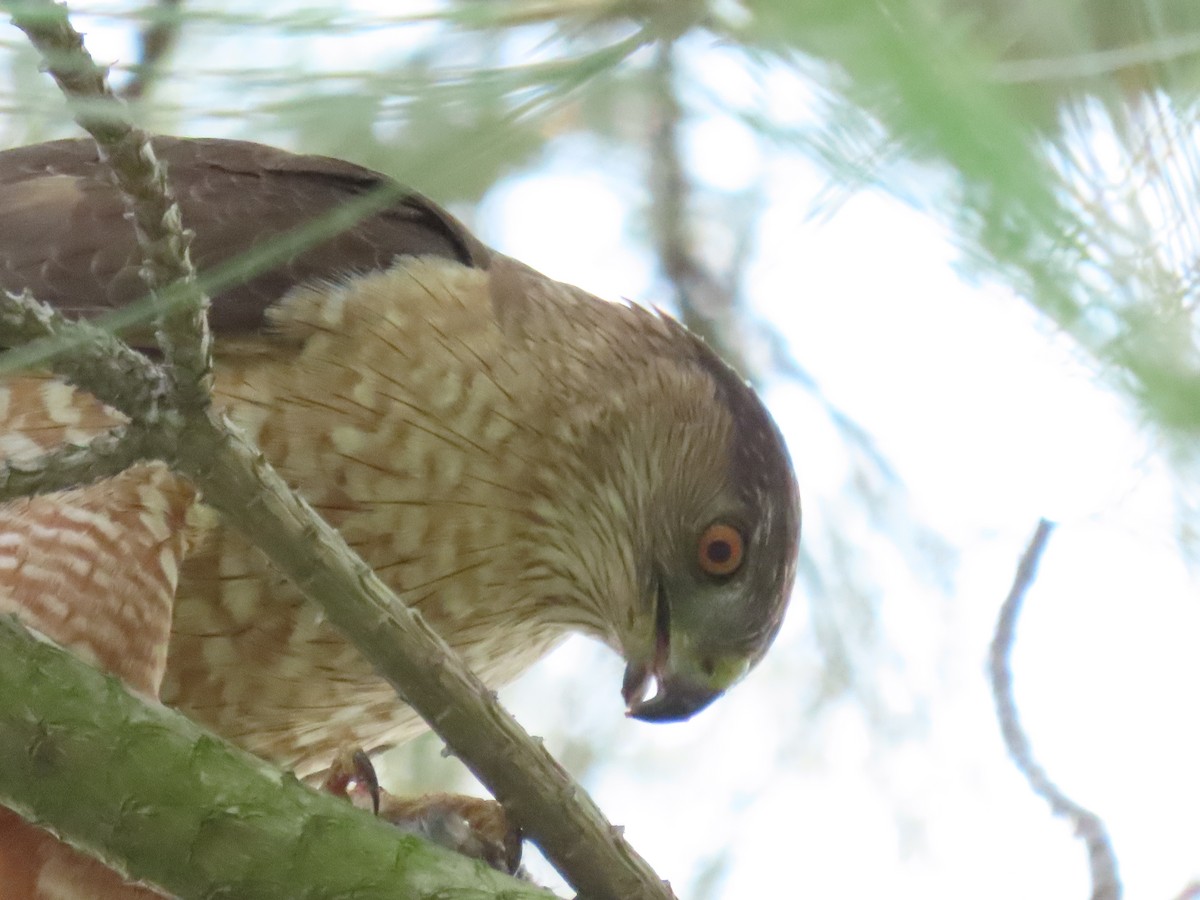 Cooper's Hawk - ML620496284