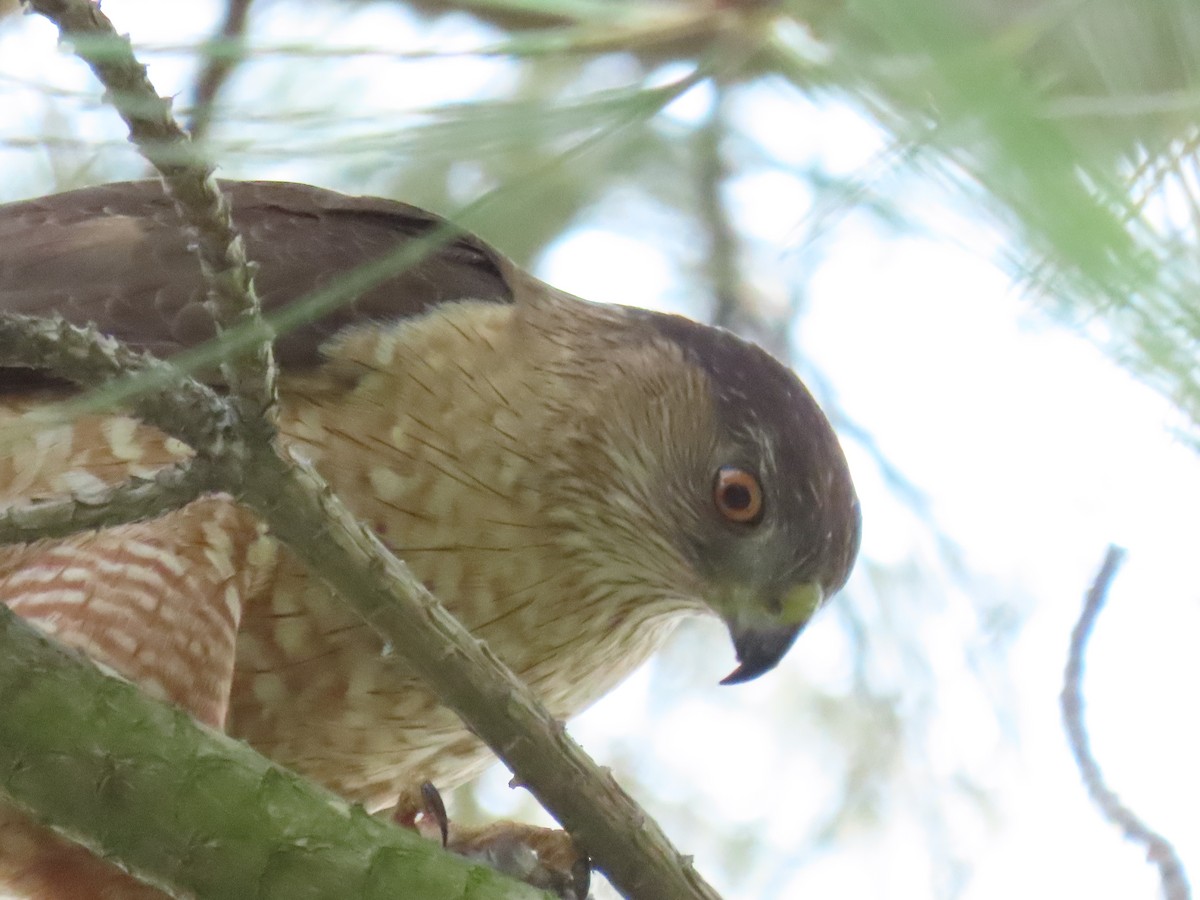 Cooper's Hawk - Nancy Salem