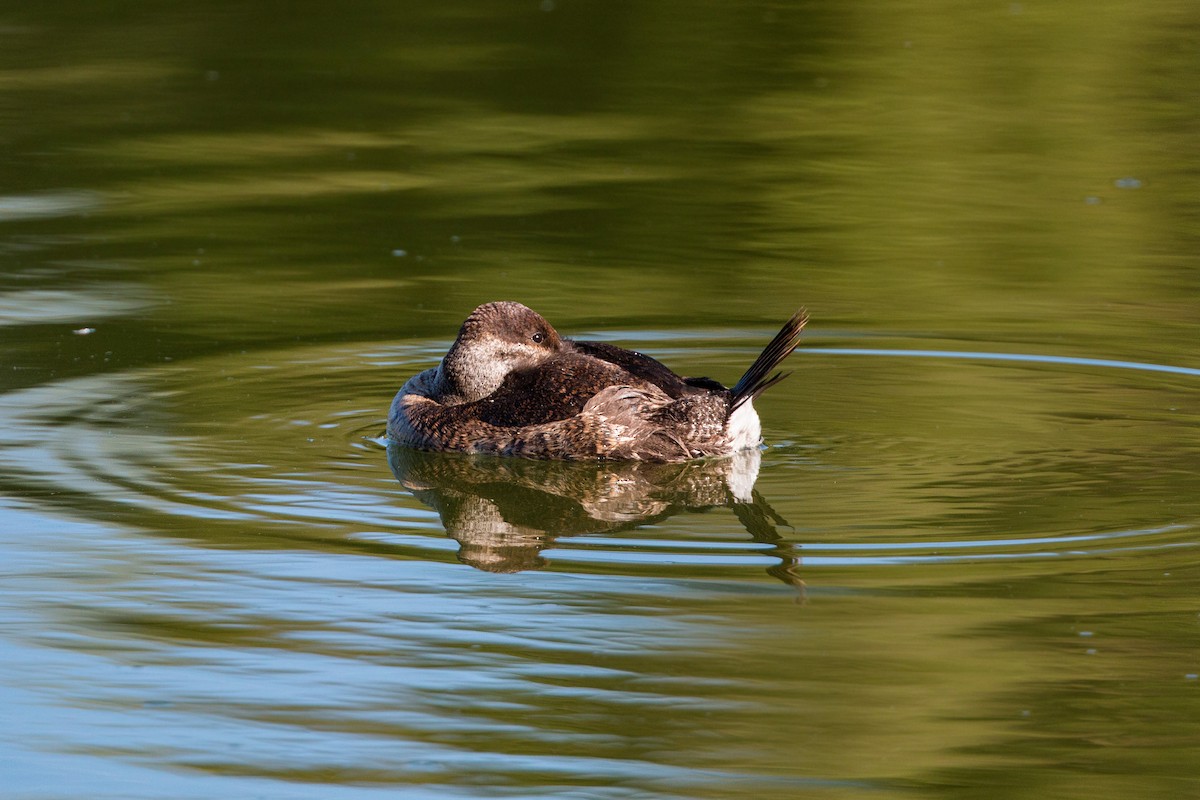 Ruddy Duck - ML620496289