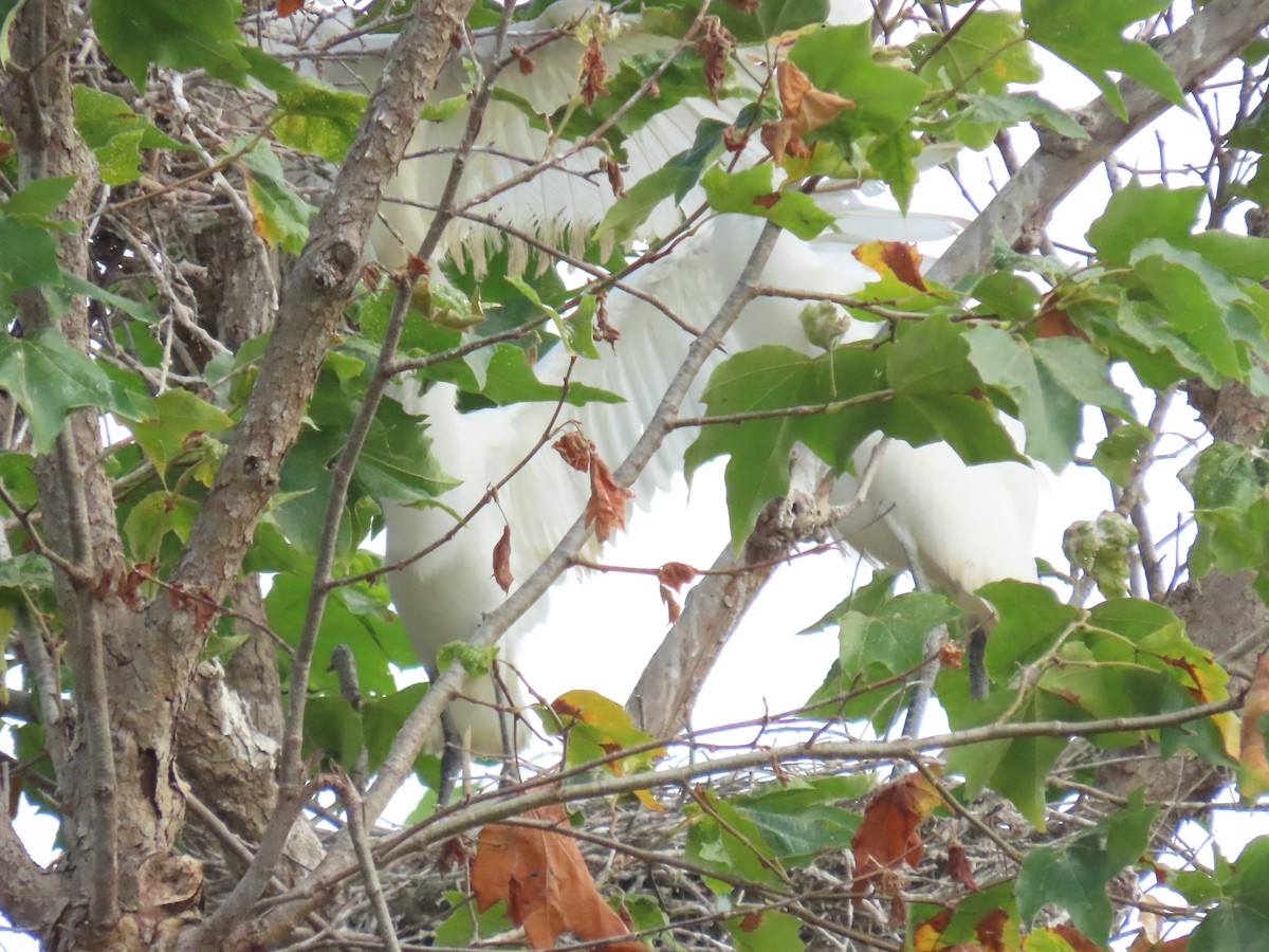 Great Egret - ML620496290