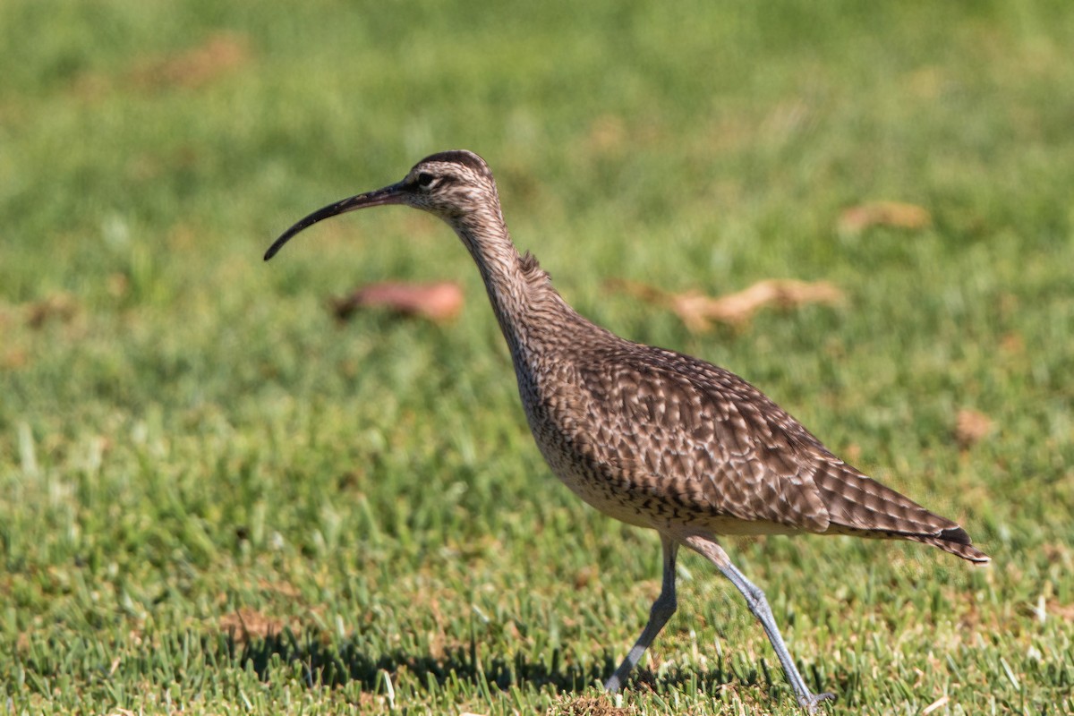 Regenbrachvogel - ML620496295