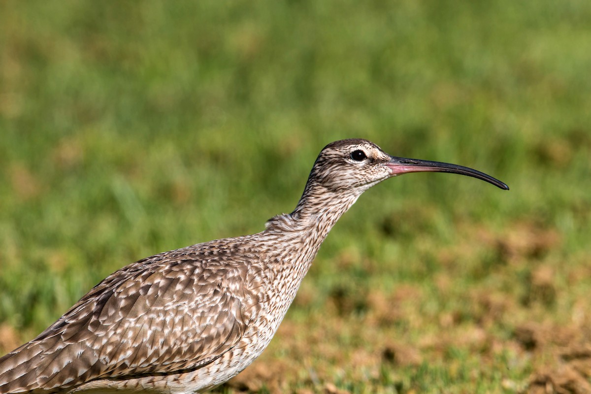 Regenbrachvogel - ML620496299