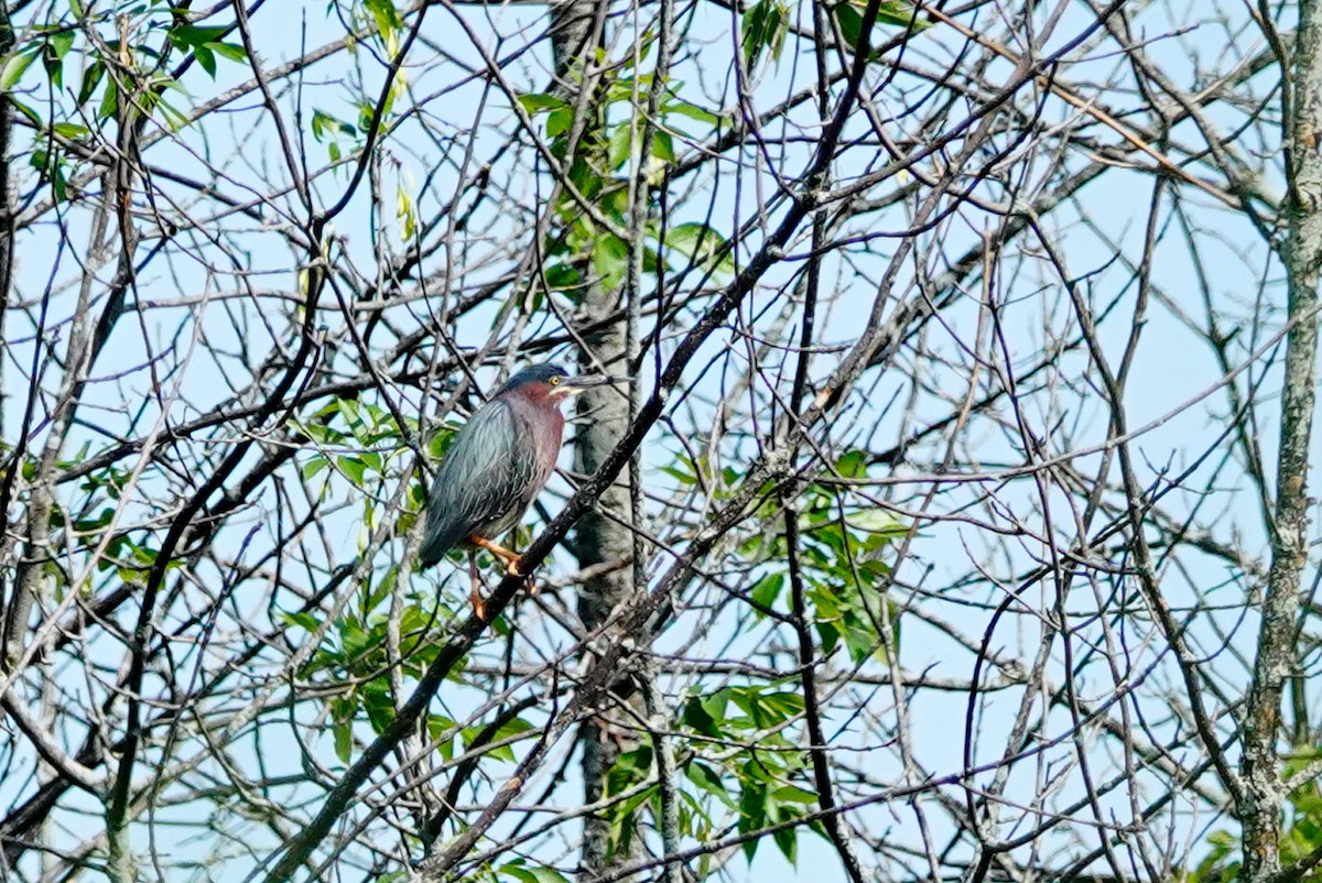 Green Heron - ML620496301