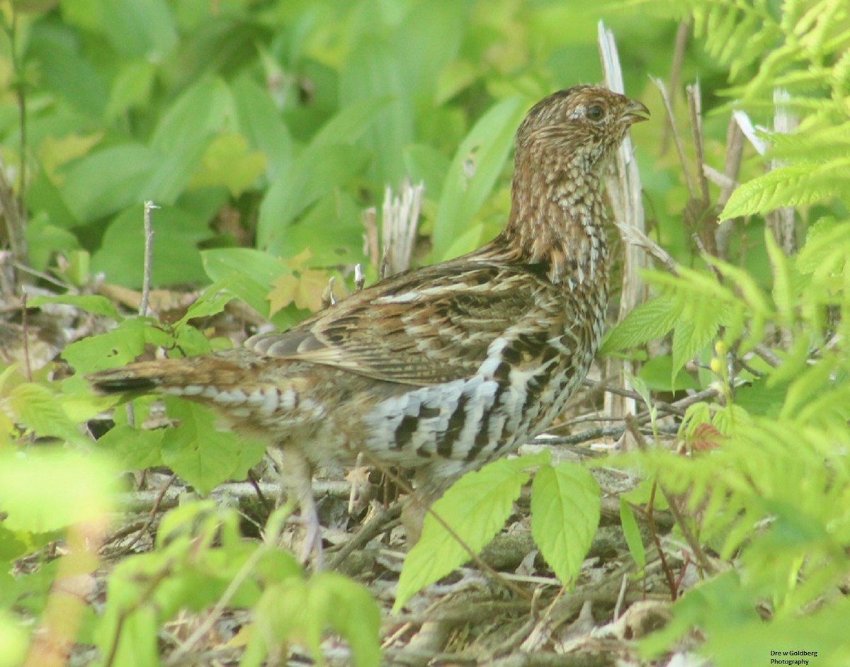 Ruffed Grouse - ML620496316