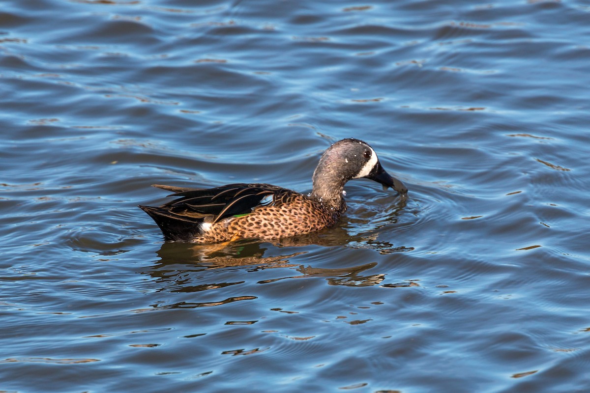 Blue-winged Teal - ML620496320