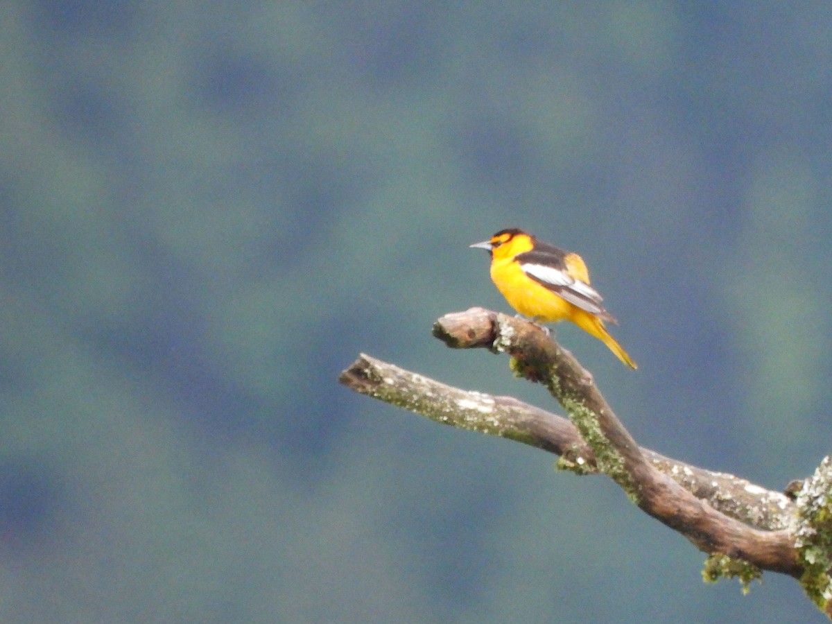 Bullock's Oriole - ML620496322