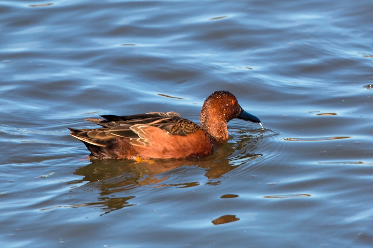 Cinnamon Teal - ML620496323