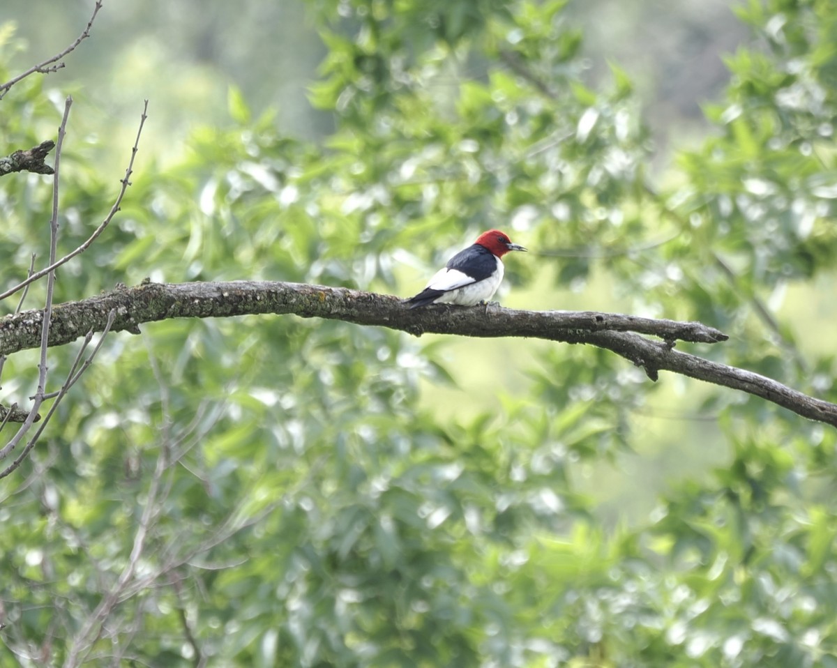 Red-headed Woodpecker - ML620496324