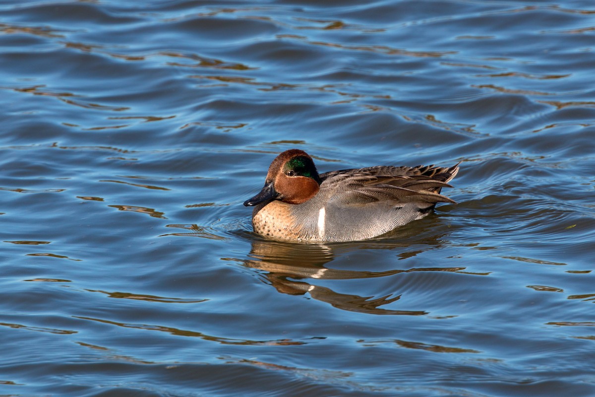 Green-winged Teal - ML620496328