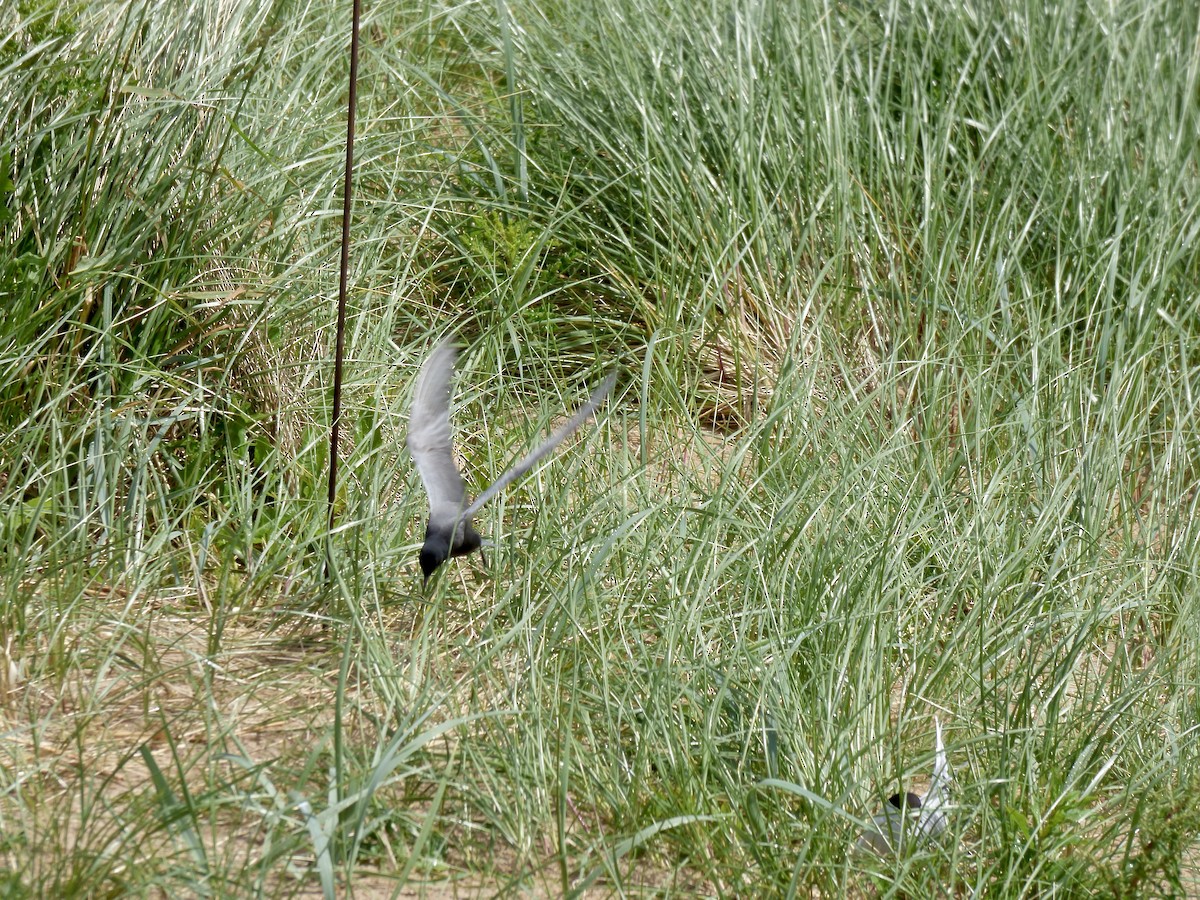 Black Tern (American) - ML620496333