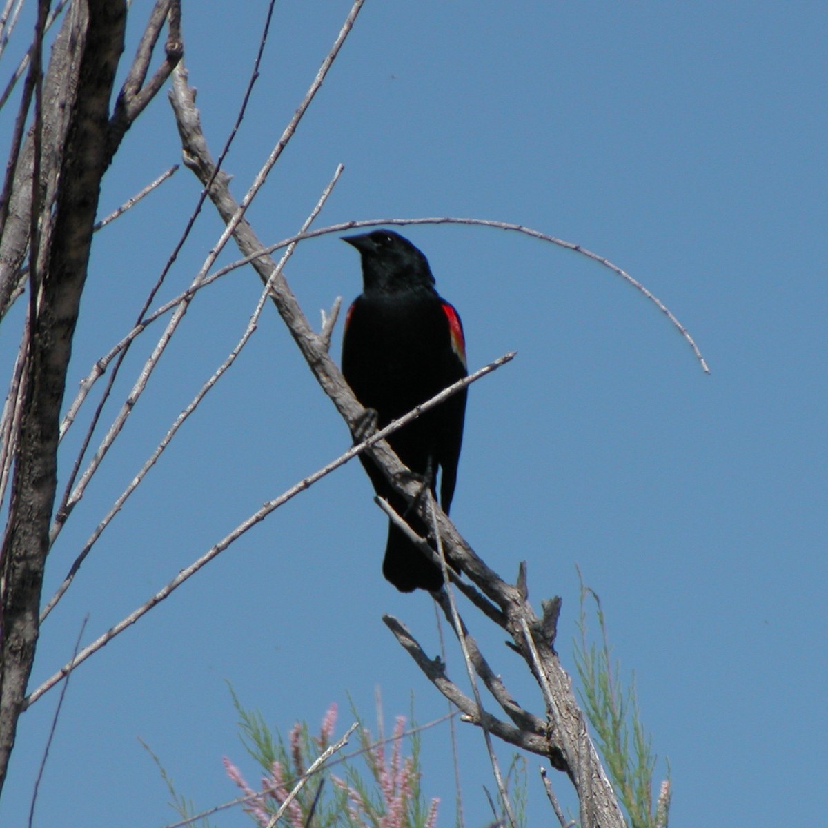 Red-winged Blackbird - ML620496334