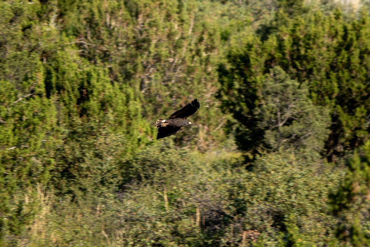 Common Black Hawk - ML620496340