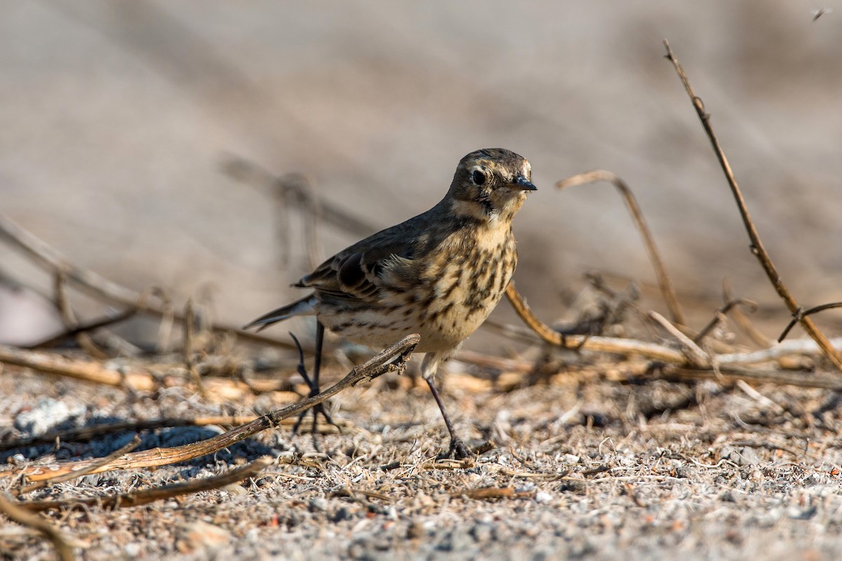 Pipit d'Amérique - ML620496342