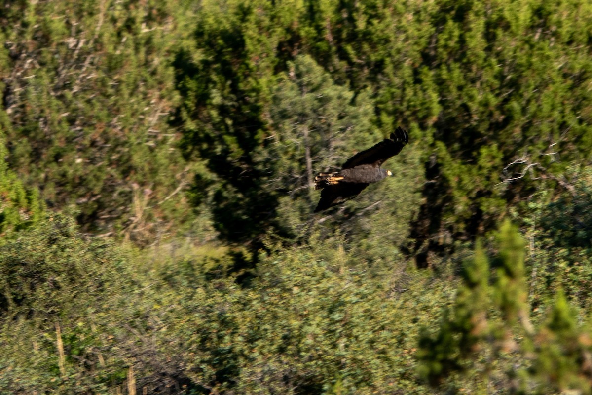 Common Black Hawk - ML620496343