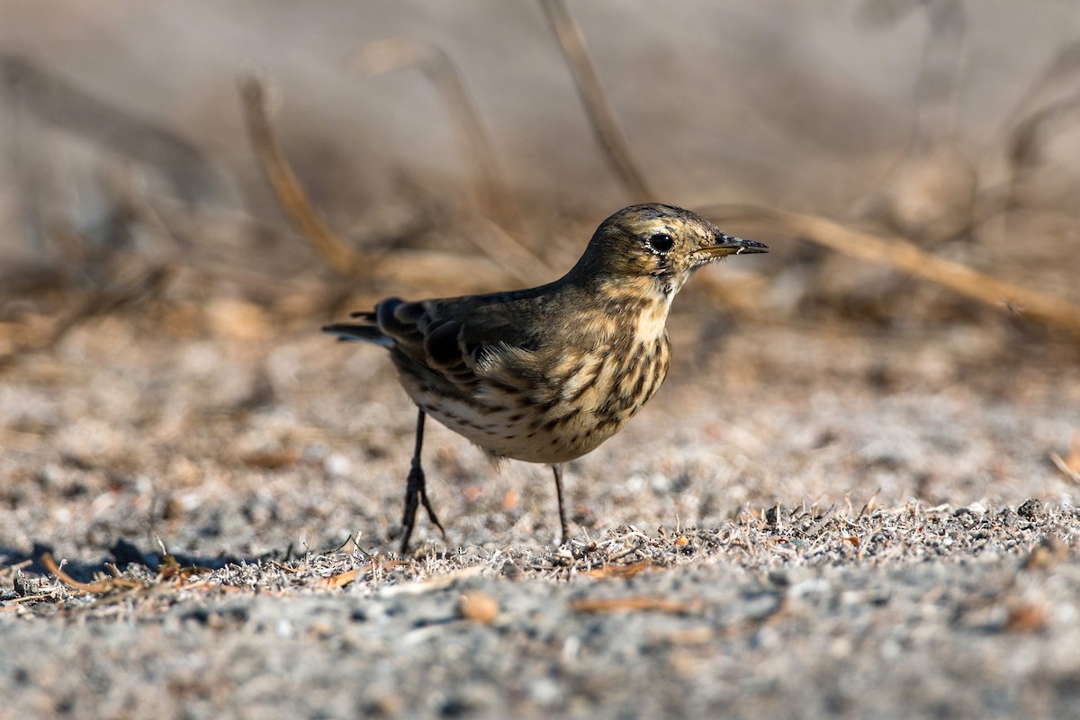 Pipit d'Amérique - ML620496344