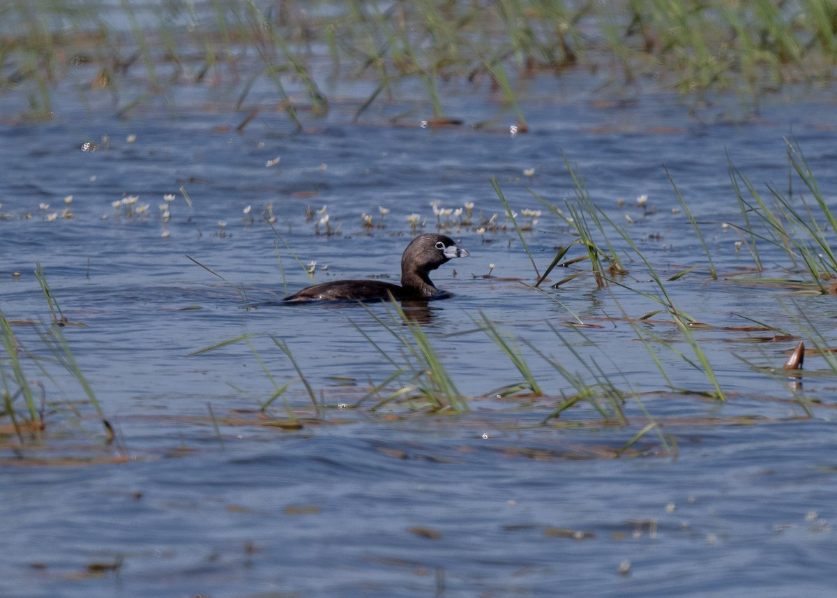 Pied-billed Grebe - ML620496345