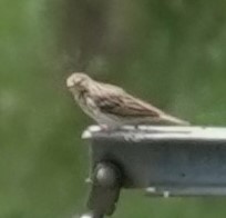 Ойн шийхнүүхэй - ML620496351