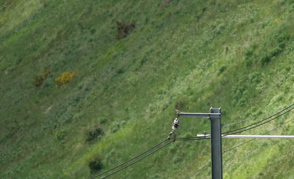 Ойн шийхнүүхэй - ML620496352