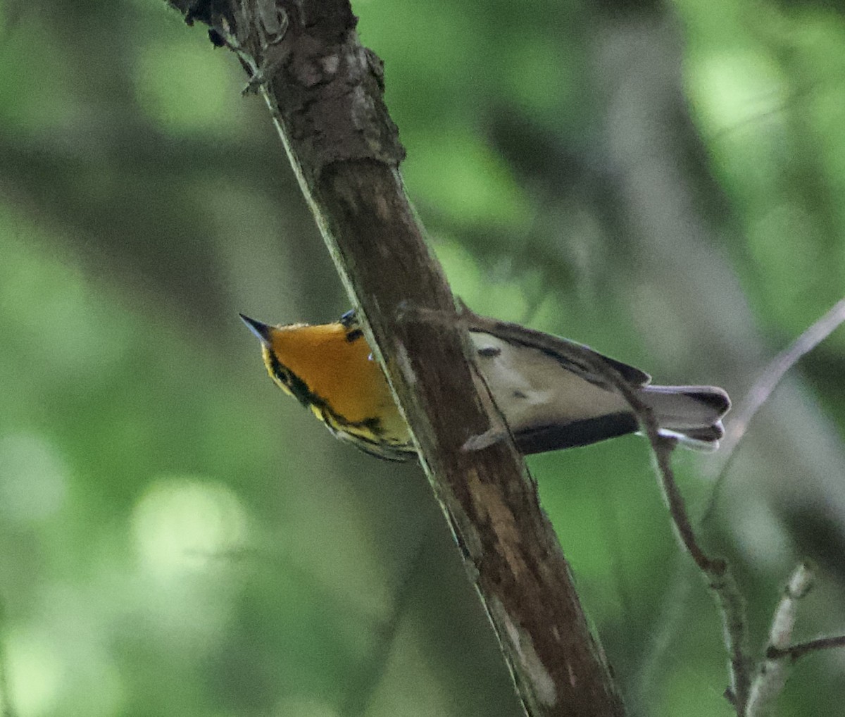 Blackburnian Warbler - ML620496354