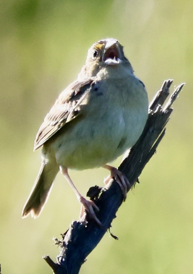 Grasshopper Sparrow - ML620496357