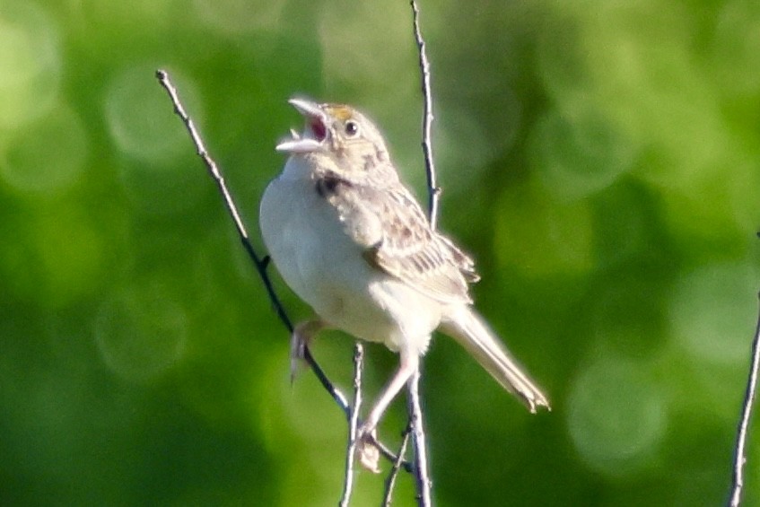 Grasshopper Sparrow - ML620496358