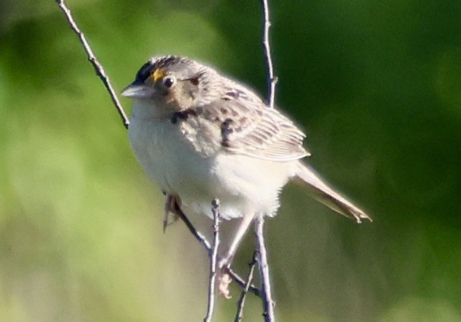 Grasshopper Sparrow - ML620496359