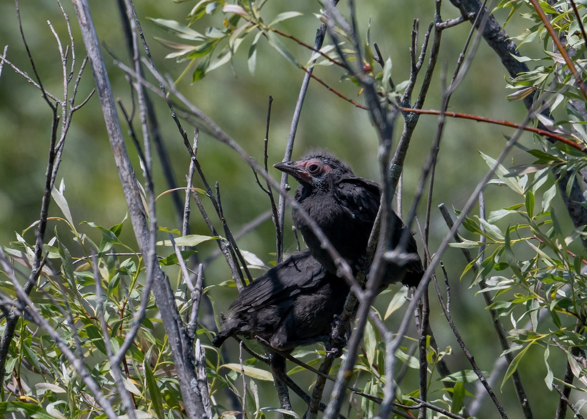 Common Grackle - ML620496361