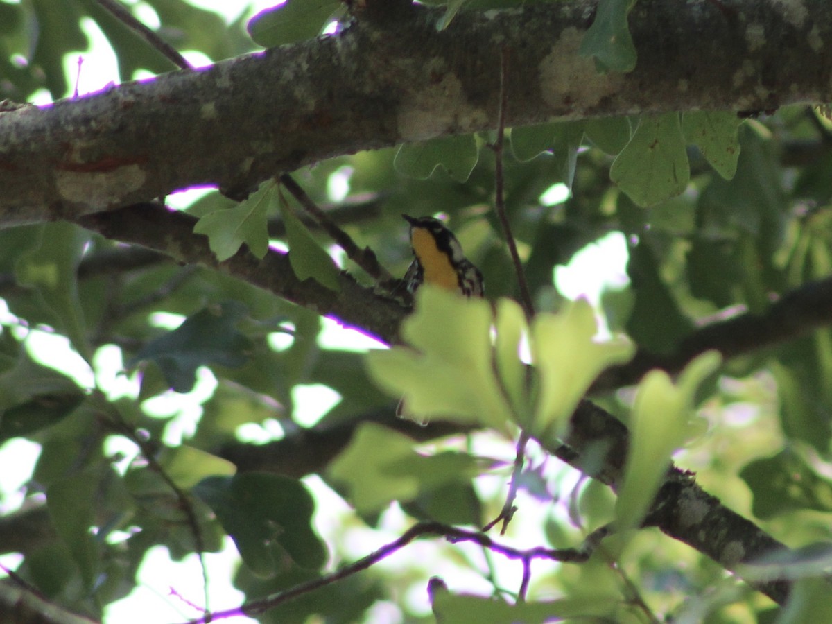 Yellow-throated Warbler - Mary Randolph-Frye