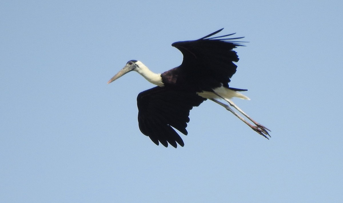 Asian Woolly-necked Stork - ML620496364