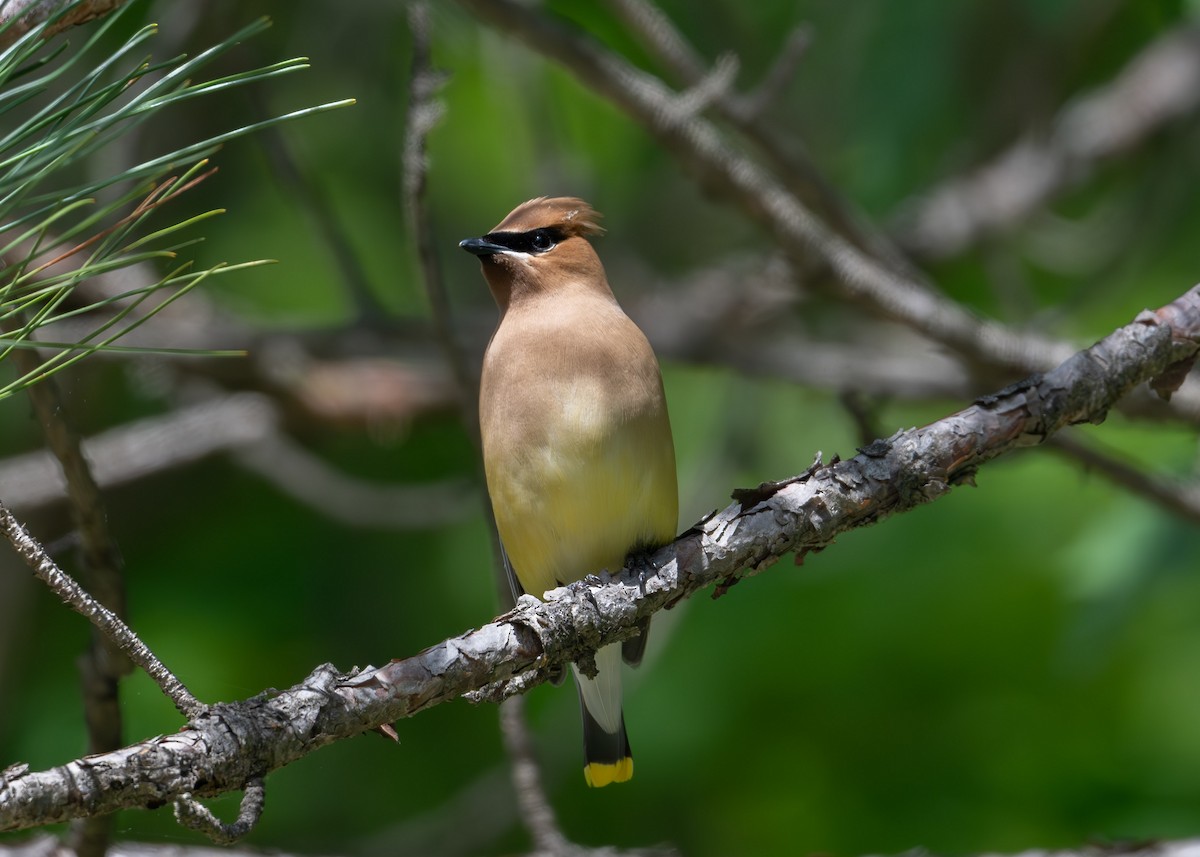 Cedar Waxwing - Sheila and Ed Bremer